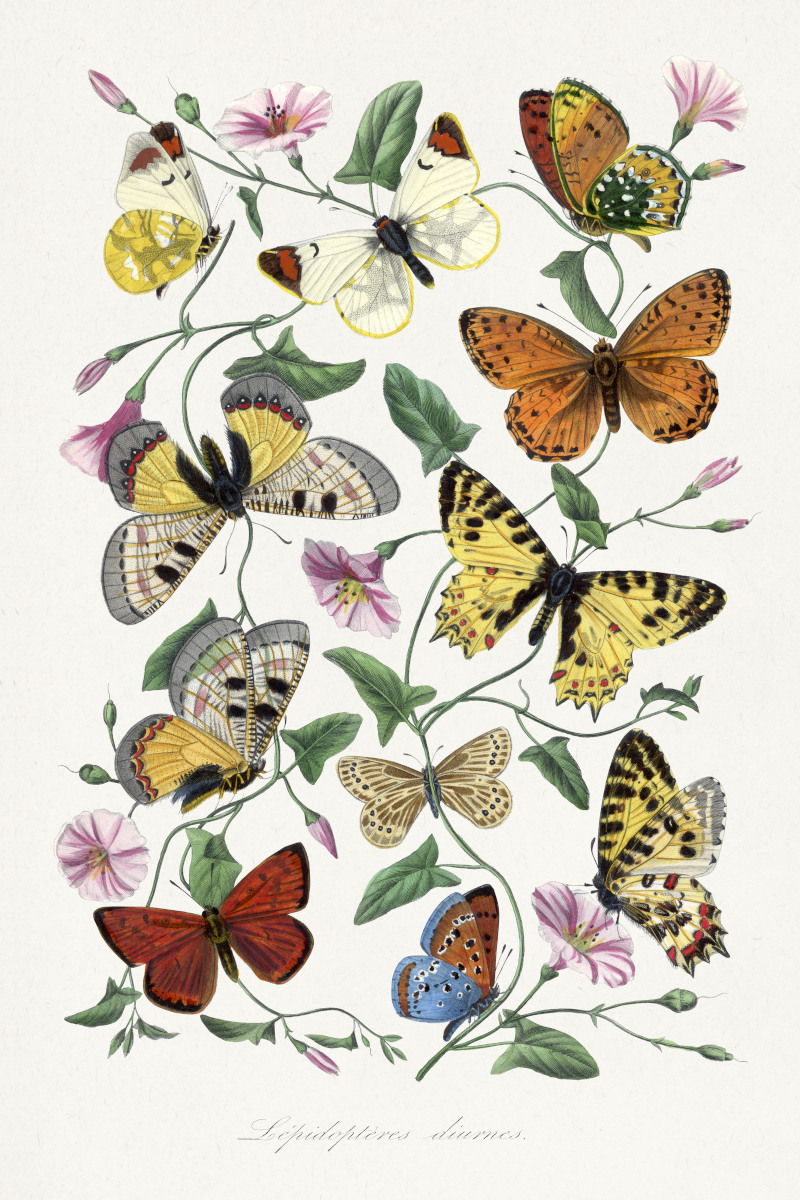 Butterflies and Moths in Le Jardin Des Plantes by Paul Gervais